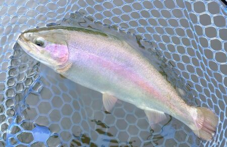 午後は絶好調！ ～岡崎トラウトポンド～